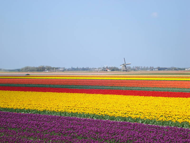 Tulip Fields Callantsoog